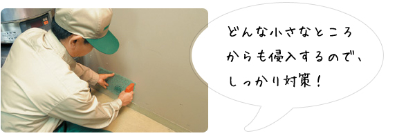 ネズミ駆除写真